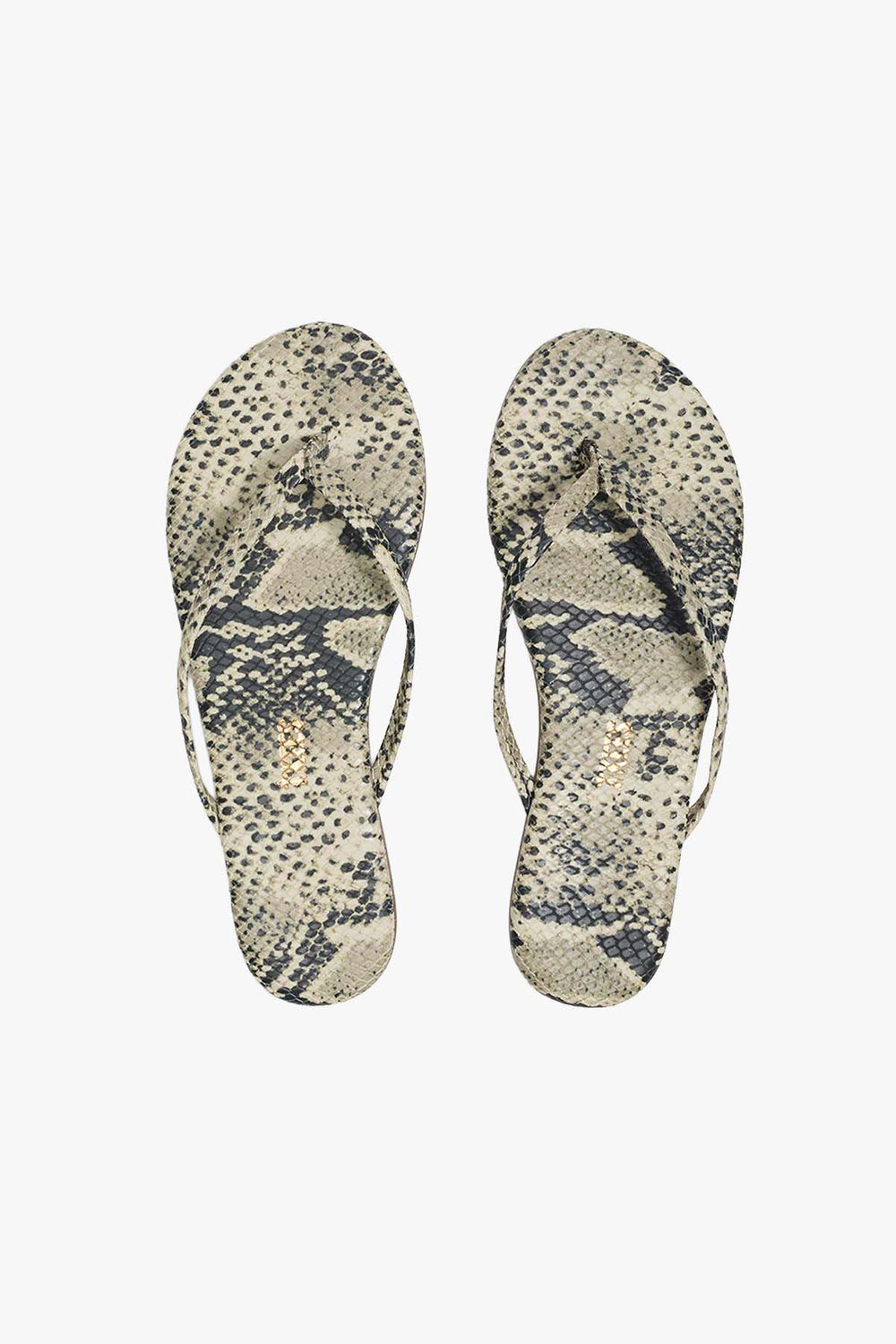 Studio Exotic Sand Snake