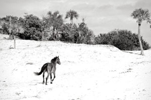 Wild Horses of Cumberland Island