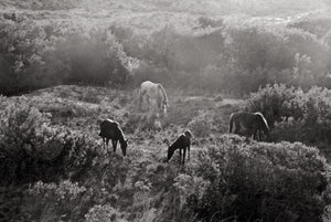 Wild Horses of Cumberland Island