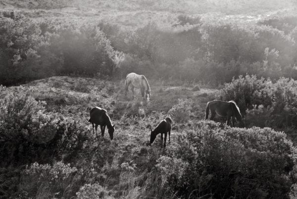 Wild Horses of Cumberland Island